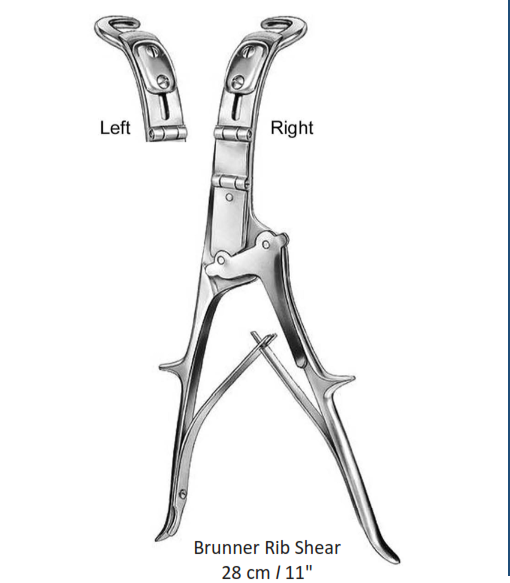 Brunner Rib Shear