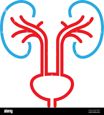 Urology